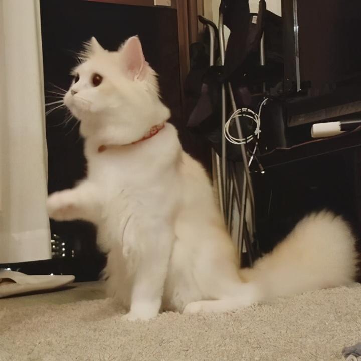 养猫你要做的4件事和又不能做的3件事 你很清楚吗?(图5)