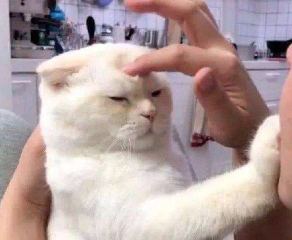 养猫你要做的4件事和又不能做的3件事 你很清楚吗?(图7)