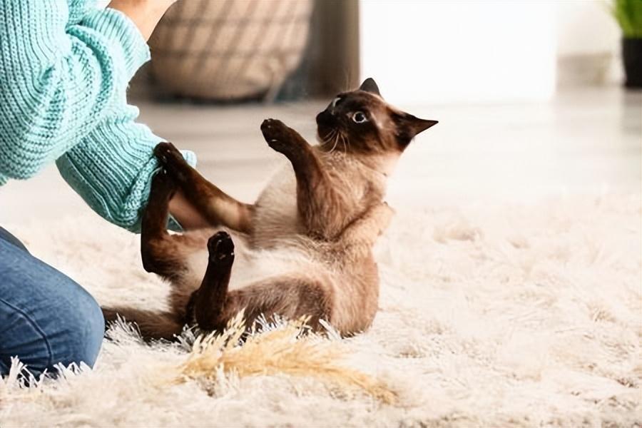 公猫“割蛋”有有什么变化?公猫“割蛋”后的对比(图2)