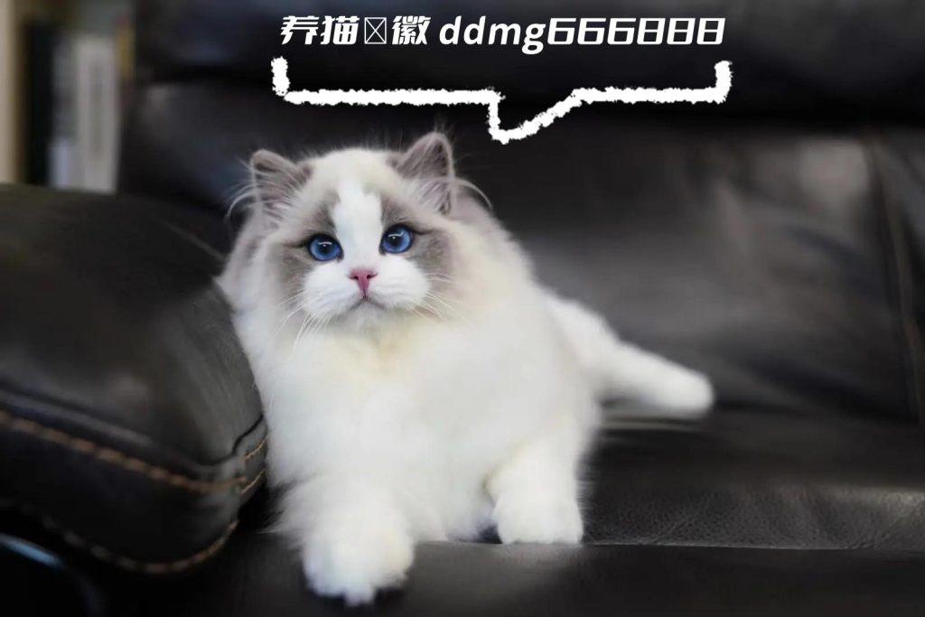 蓝双布偶猫的价格是多少?什么东西原因使蓝双布偶猫普通的东西?(图4)