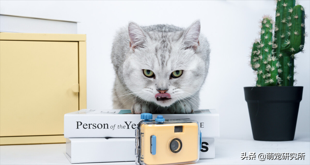 英短猫多少钱一只?英短猫的选购技巧(图1)