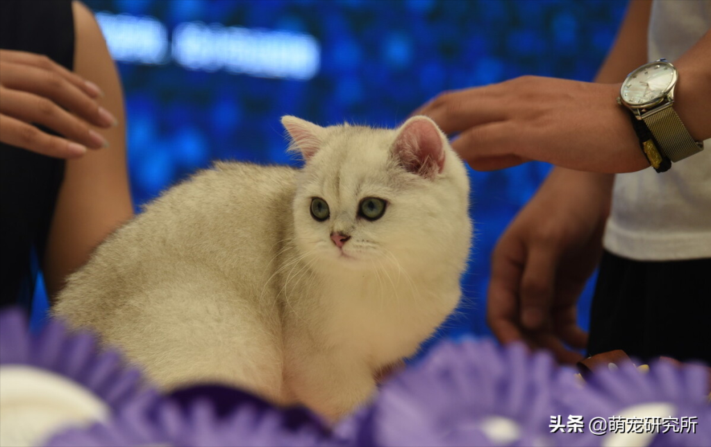 英短猫多少钱一只?英短猫的选购技巧(图6)