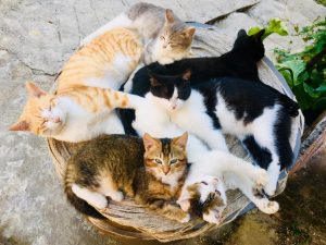 猫咪体重标准再对照表(完全不同猫种的体重区别)(图2)