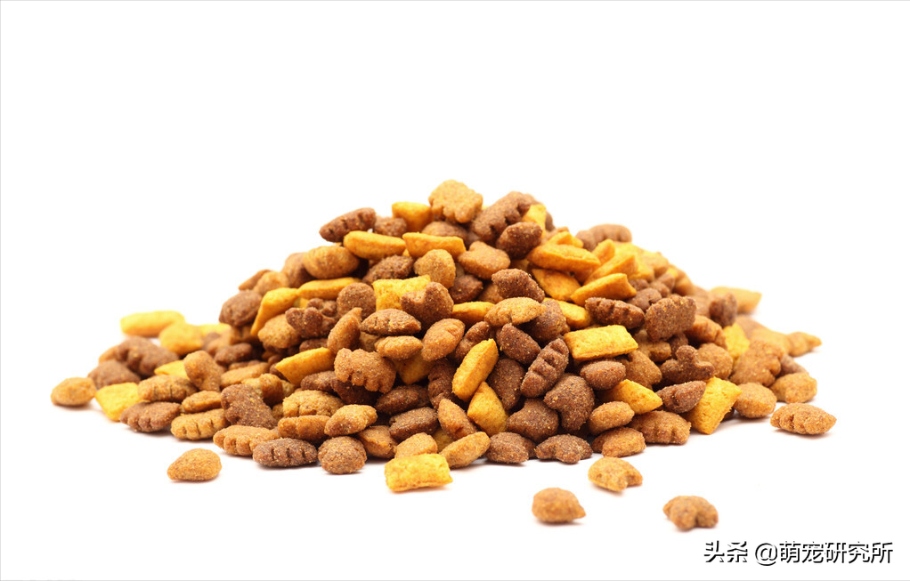 英短猫多少钱一只?英短猫的选购技巧(图11)