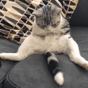 猫咪感冒发烧了的迹象(猫咪觉得不舒服时候的表现)(图2)