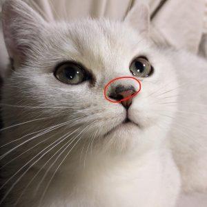 猫咪感冒发烧了的迹象(猫咪觉得不舒服时候的表现)(图3)