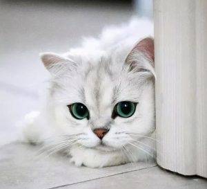 如何挑选一只品相好的金吉拉?挑选品相好的金吉拉的方法(图2)