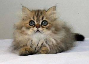 如何挑选一只品相好的金吉拉?挑选品相好的金吉拉的方法(图1)