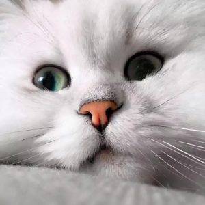 如何挑选一只品相好的金吉拉?挑选品相好的金吉拉的方法(图3)