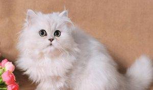 如何挑选一只品相好的金吉拉?挑选品相好的金吉拉的方法(图4)