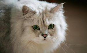 如何挑选一只品相好的金吉拉?挑选品相好的金吉拉的方法(图6)