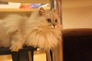 如何挑选一只品相好的金吉拉?挑选品相好的金吉拉的方法(图5)