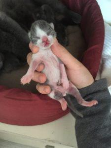 如何判断小猫的年龄?从哪些方面入手看猫咪的年龄?(图2)