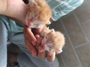 如何判断小猫的年龄?从哪些方面入手看猫咪的年龄?(图3)