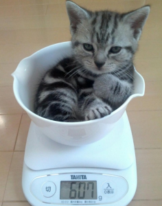 如何判断小猫的年龄?从哪些方面入手看猫咪的年龄?(图6)