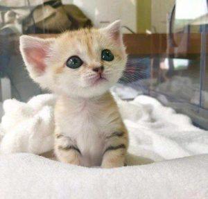 如何判断小猫的年龄?从哪些方面入手看猫咪的年龄?(图4)