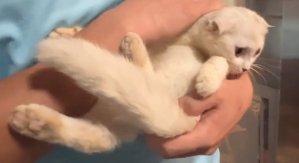 毕业就遗弃的折耳猫,虽没带回去但结局美满(图1)