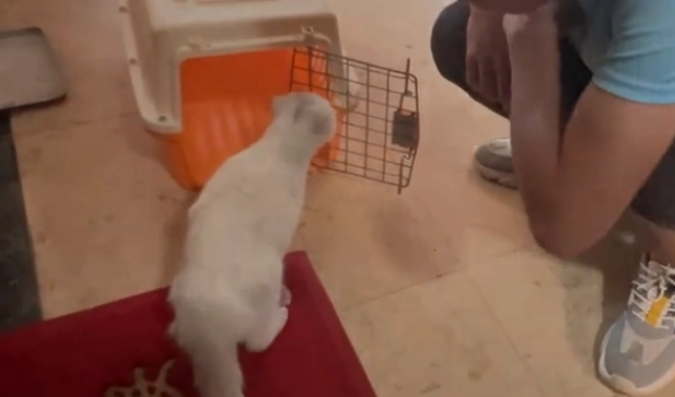 毕业就遗弃的折耳猫,虽没带回去但结局美满(图2)