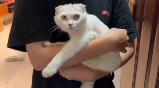 毕业就遗弃的折耳猫,虽没带回去但结局美满(图3)