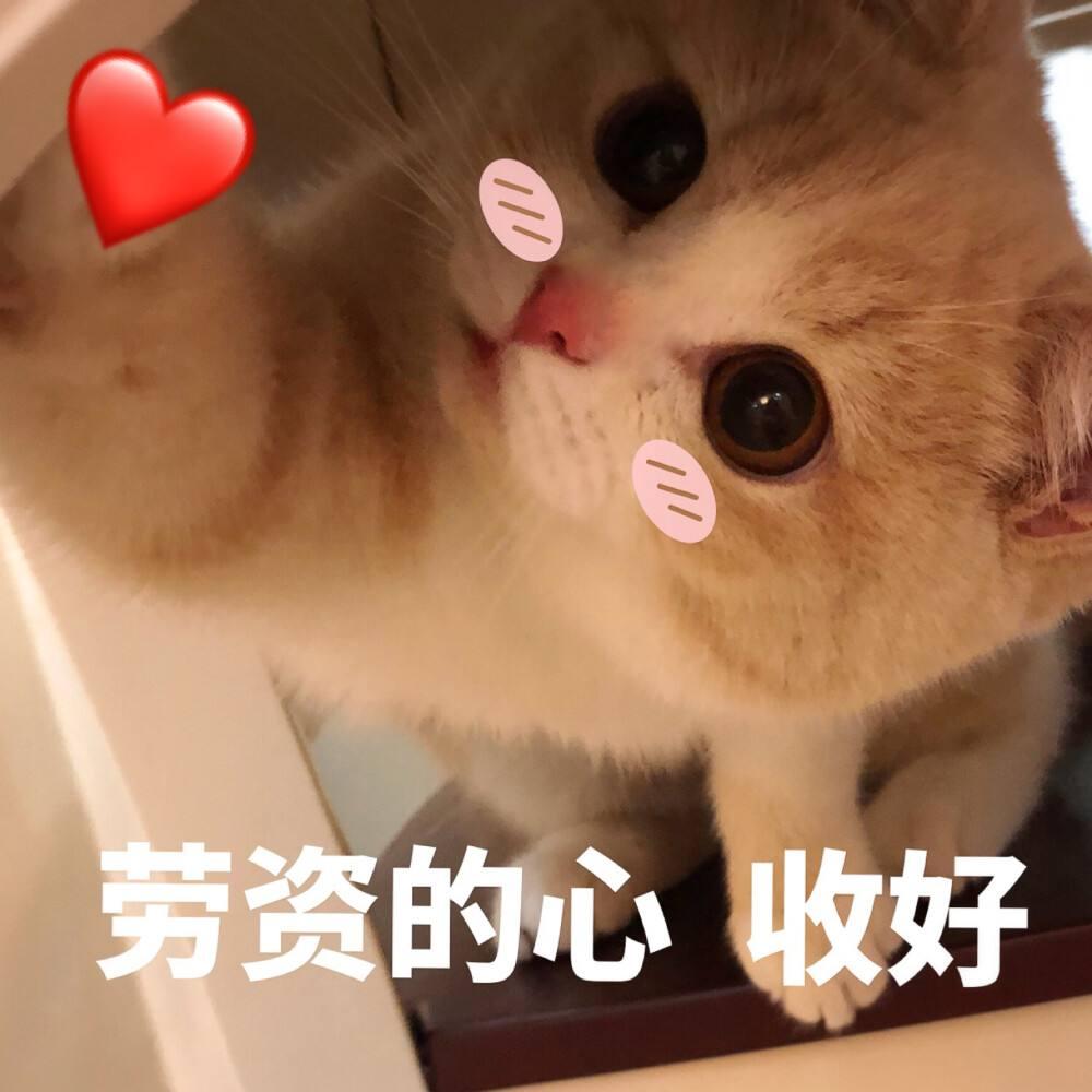 猫咪寿命排行榜:挪威森林猫夺冠,狸花猫重回第二(图1)
