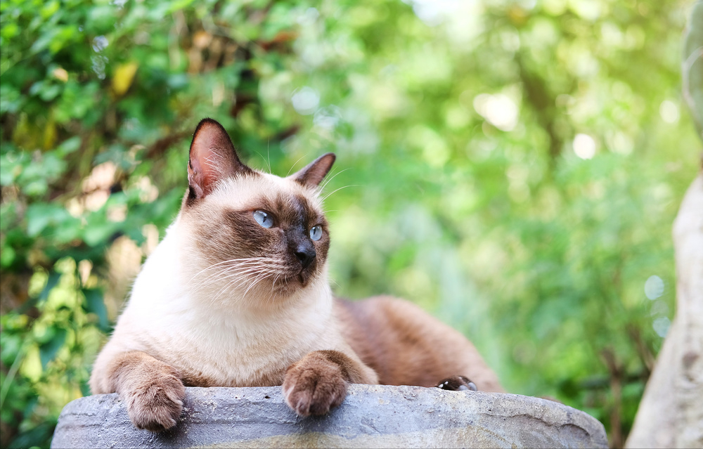 猫咪寿命排行榜:挪威森林猫夺冠,狸花猫重回第二(图3)