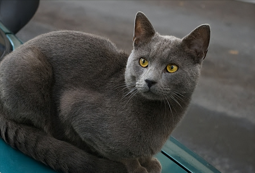 猫咪寿命排行榜:挪威森林猫夺冠,狸花猫重回第二(图5)