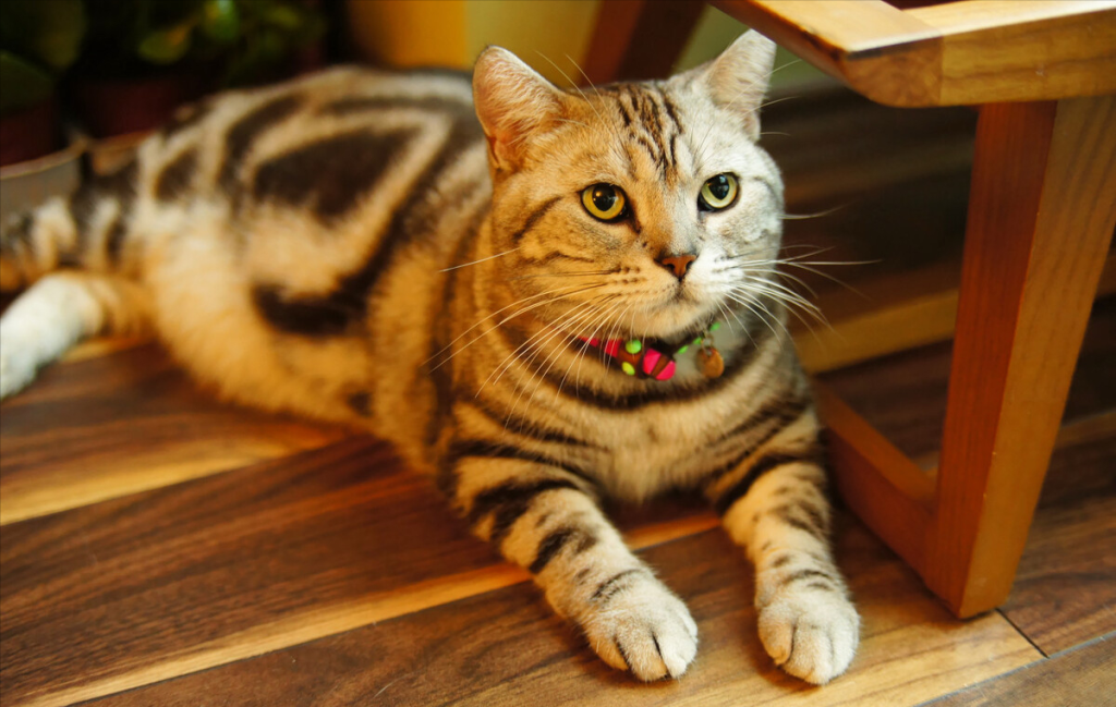 猫咪寿命排行榜:挪威森林猫夺冠,狸花猫重回第二(图7)