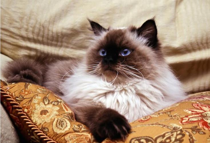 猫咪寿命排行榜:挪威森林猫夺冠,狸花猫重回第二(图9)