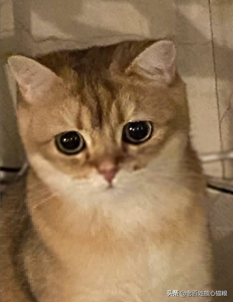 刚出生的小猫吃什么,小猫多大可以吃猫粮?(图3)