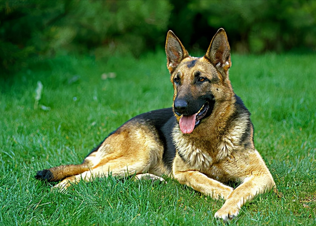 你家德牧偏瘦吗?宠主们应该怎么帮助德牧长肉?(图1)