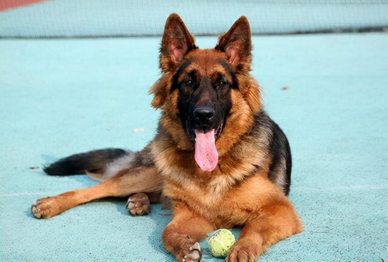 你家德牧偏瘦吗?宠主们应该怎么帮助德牧长肉?(图2)