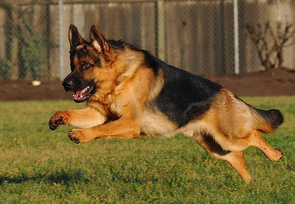 你家德牧偏瘦吗?宠主们应该怎么帮助德牧长肉?(图4)