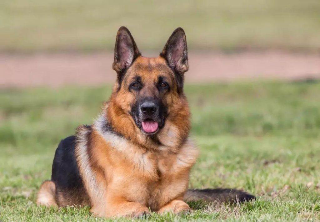 你家德牧偏瘦吗?宠主们应该怎么帮助德牧长肉?(图5)