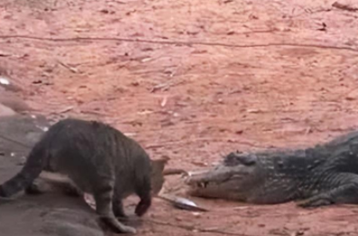 黑猫又来“送礼报恩”,叼回“鱼头”!(图1)