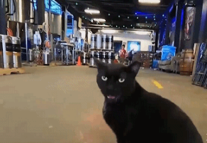 黑猫又来“送礼报恩”,叼回“鱼头”!(图2)