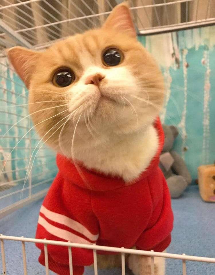 2022热门猫咪大盘点,你考虑过它们吗?(图1)