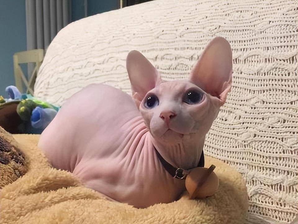 2022热门猫咪大盘点,你考虑过它们吗?(图3)