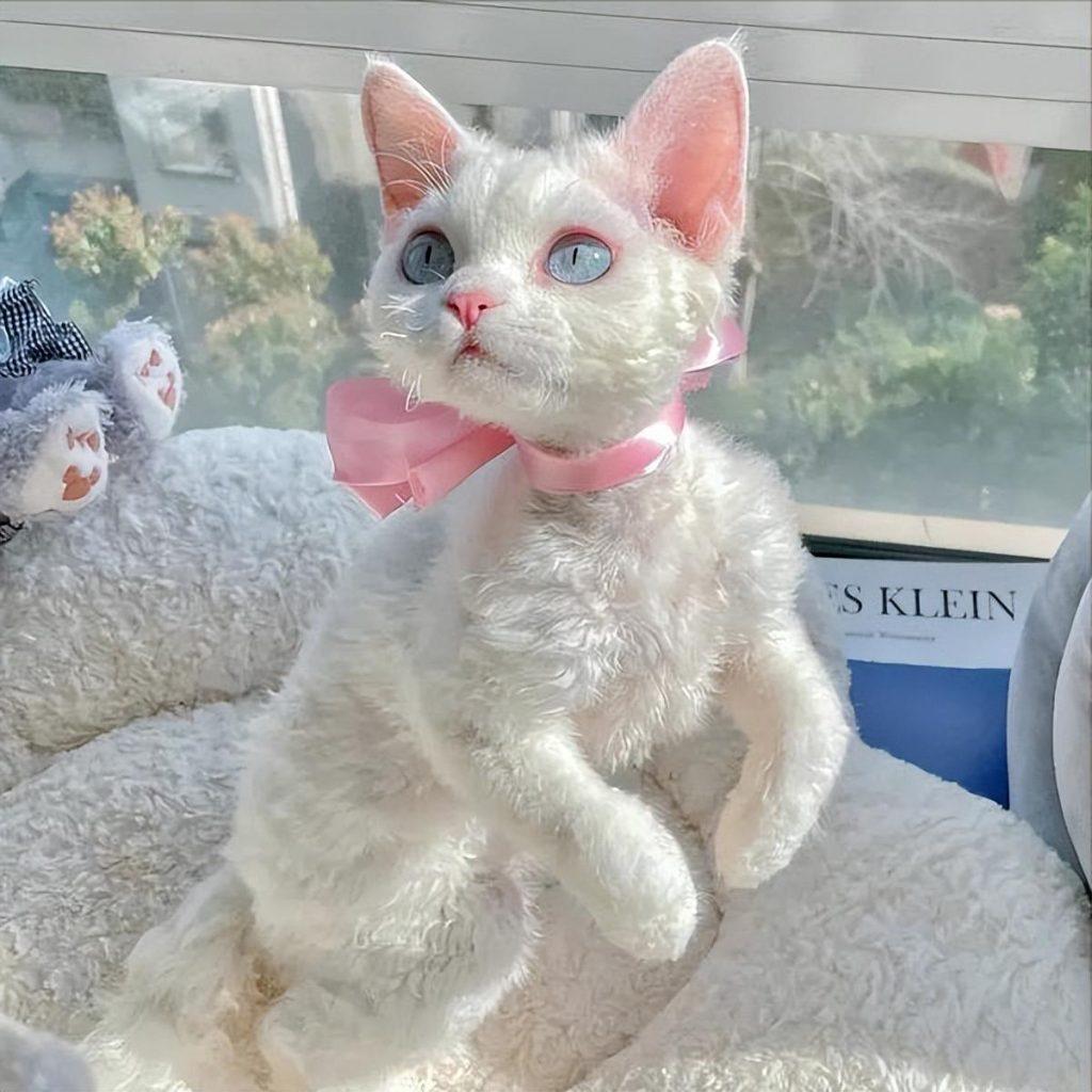 2022热门猫咪大盘点,你考虑过它们吗?(图5)