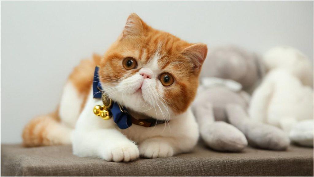 2022热门猫咪大盘点,你考虑过它们吗?(图9)