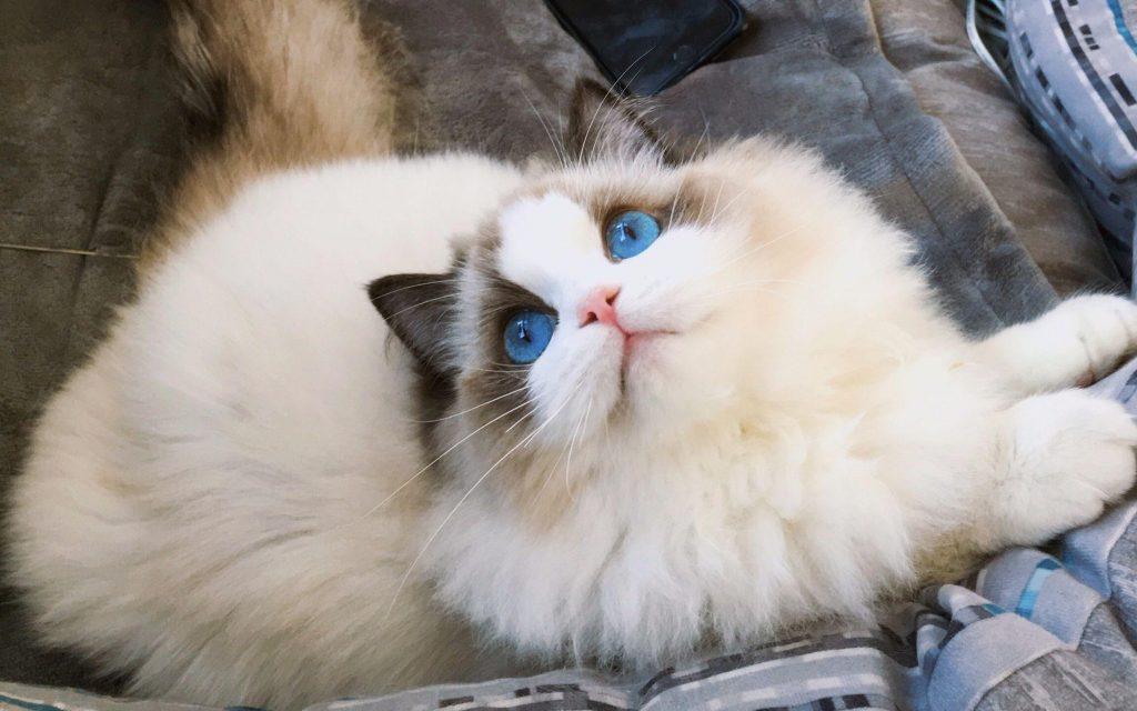 2022热门猫咪大盘点,你考虑过它们吗?(图17)
