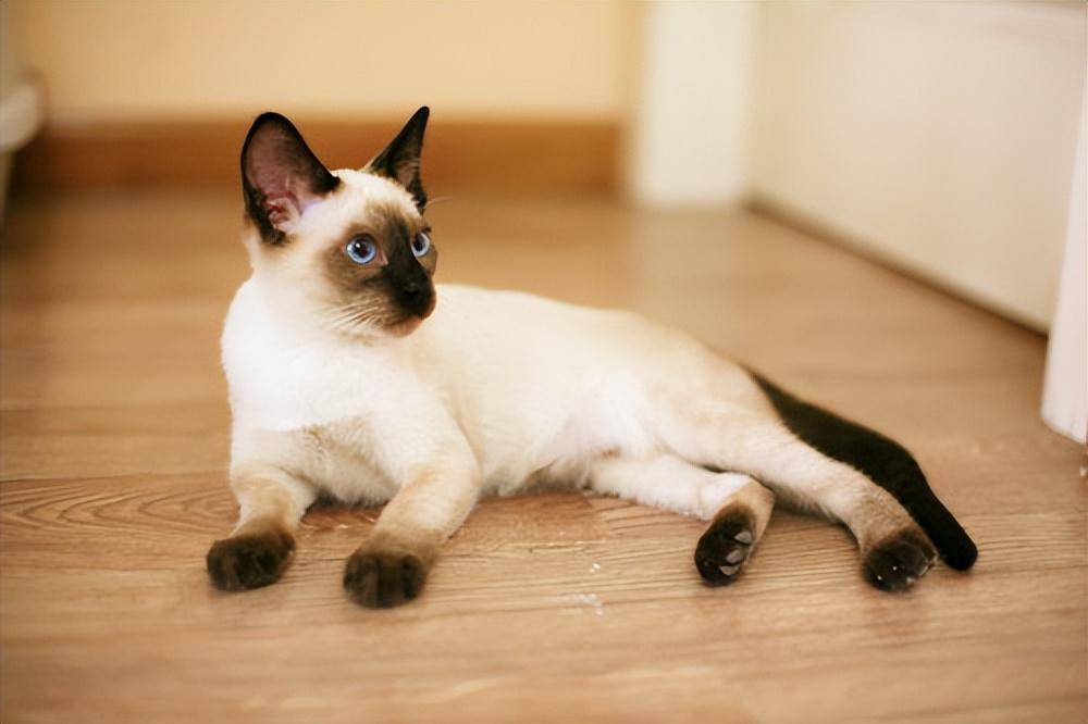 2022热门猫咪大盘点,你考虑过它们吗?(图13)