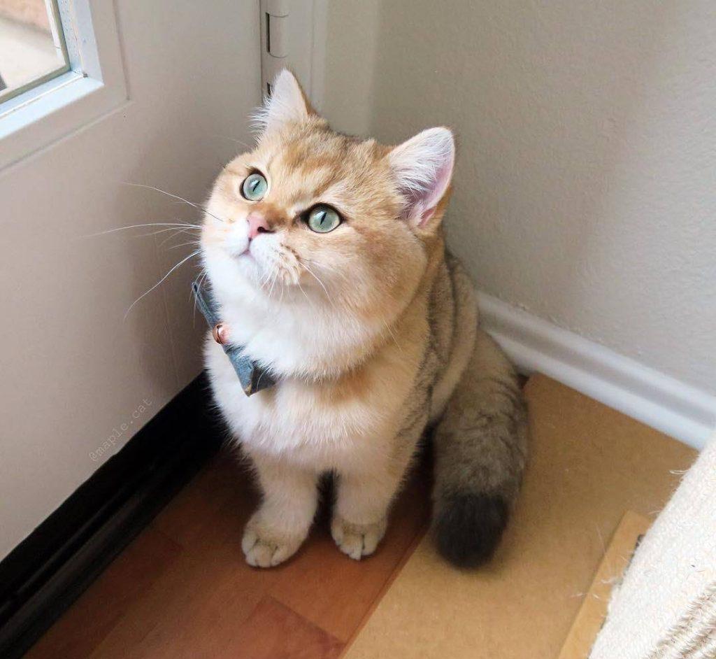 2022热门猫咪大盘点,你考虑过它们吗?(图19)