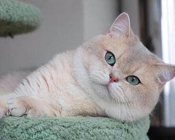 英短猫入手五个月后,总结6点饲养感受,含两大痛点(图5)