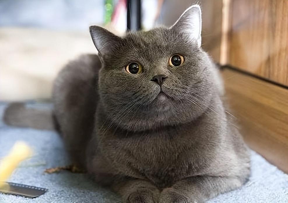 英短猫入手五个月后,总结6点饲养感受,含两大痛点(图7)