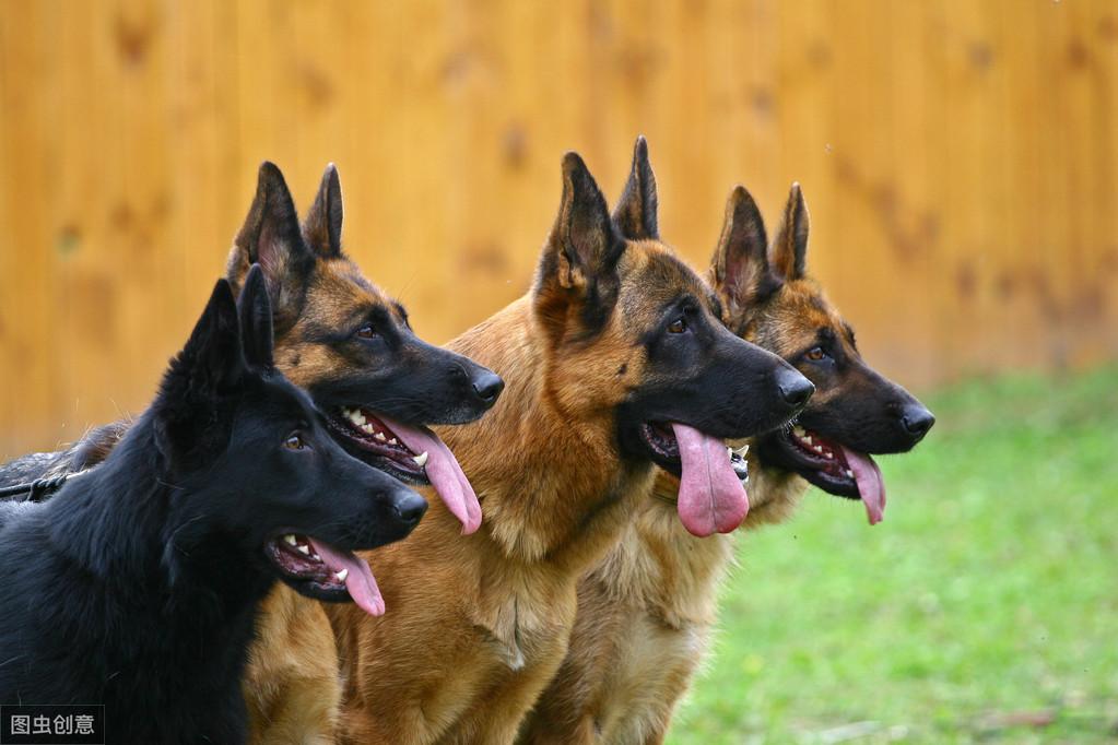 德国牧羊犬多少钱一只?影响价格的因素有哪些呢?(图1)