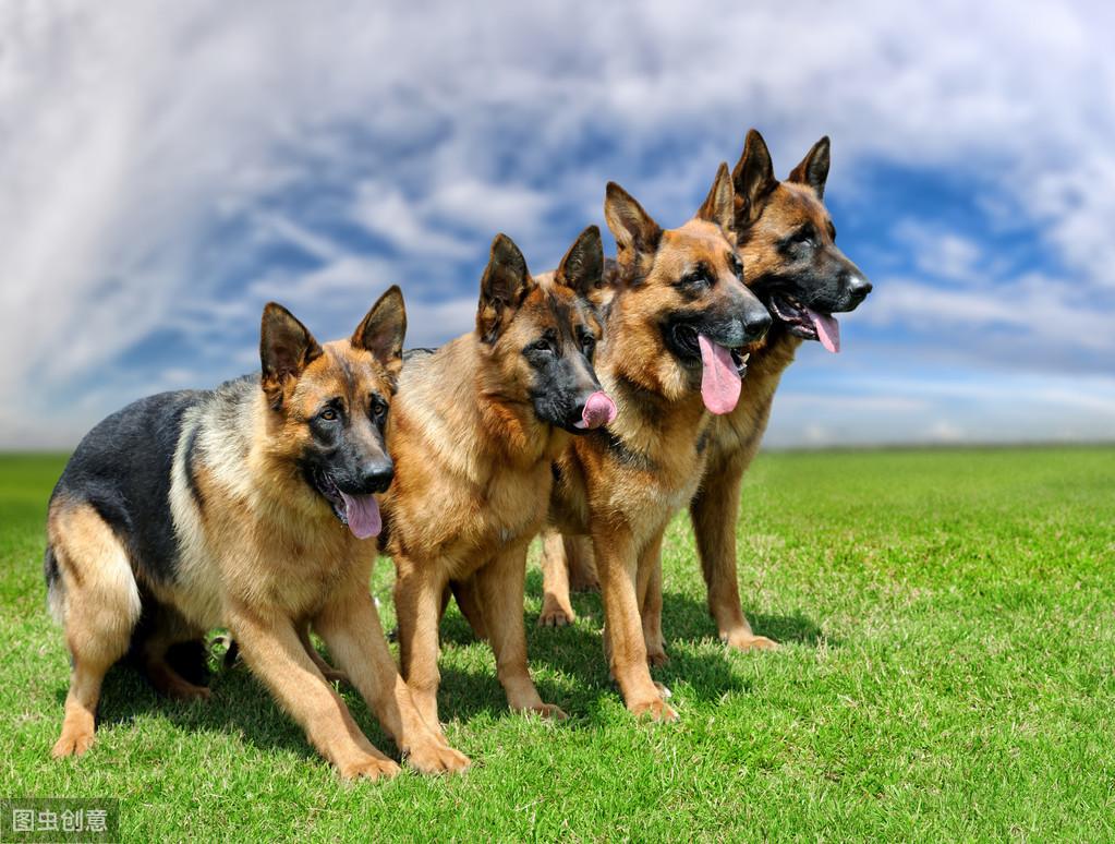 德国牧羊犬多少钱一只?影响价格的因素有哪些呢?(图5)