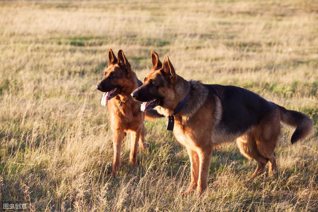 德国牧羊犬多少钱一只?影响价格的因素有哪些呢?(图4)