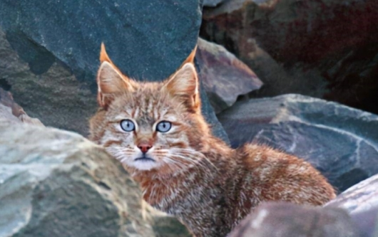 我国特有的猫科动物,进村偷鸡逮个正着!(图1)