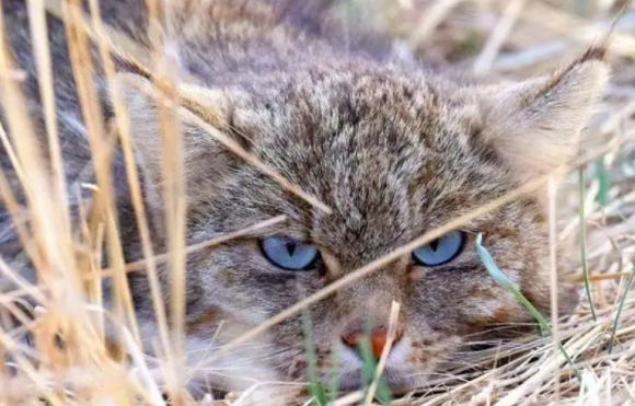 我国特有的猫科动物,进村偷鸡逮个正着!(图2)