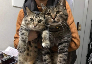 美短猫脾气那么好,为什么销量比不上狸花猫呢?(图2)